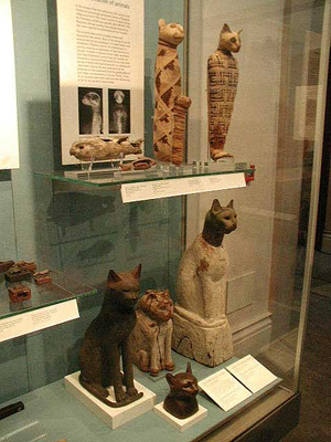 Мумии древнеегиптских кошек