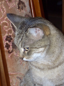Тиккированная кошка окраса табби