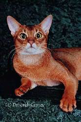 GC.Clarion’’s Orvis of Mountcascade