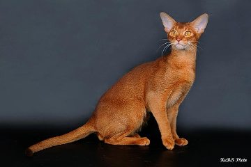 SGC TICA, RW Des Cavalier Abykenaz Bemy Valentin