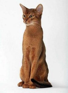 QGC TICA, RW Des Entrechats Abyss