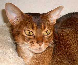 Des Entrechats Alfie