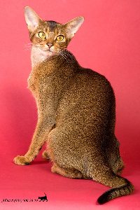 Ch Des Entrechats Calie