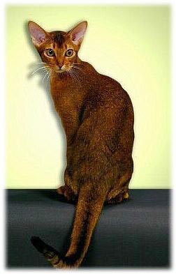 GC IW Des Entrechats Une Histoire